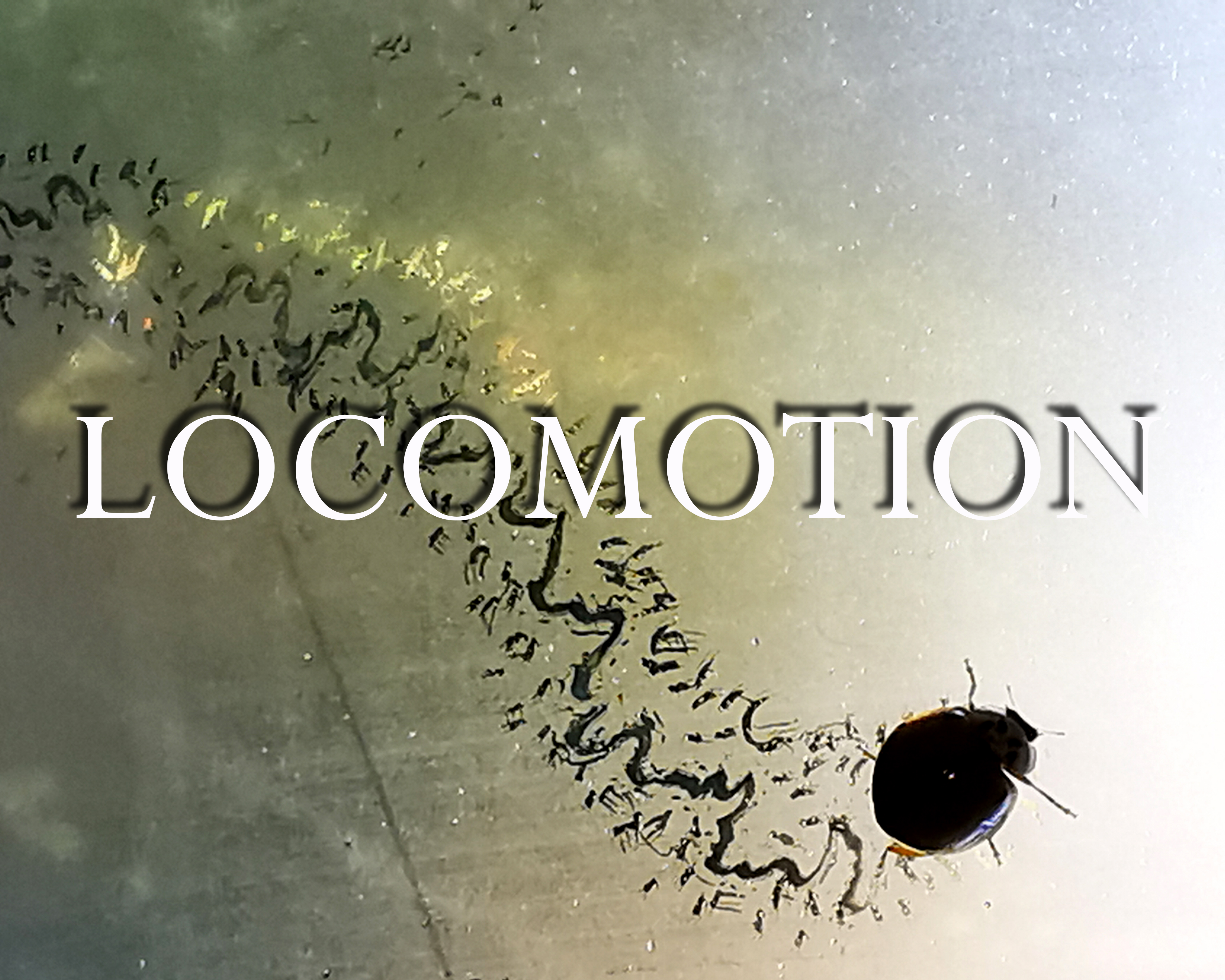locomotion