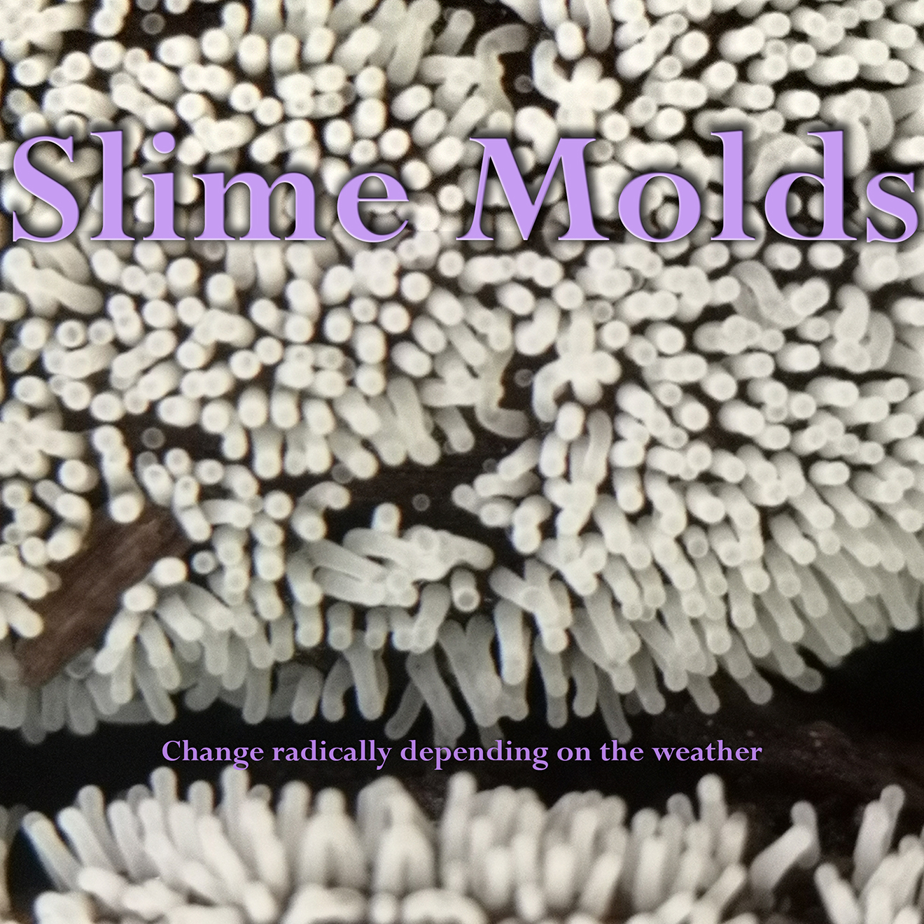 Slime mold