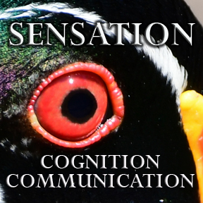 COGNITION